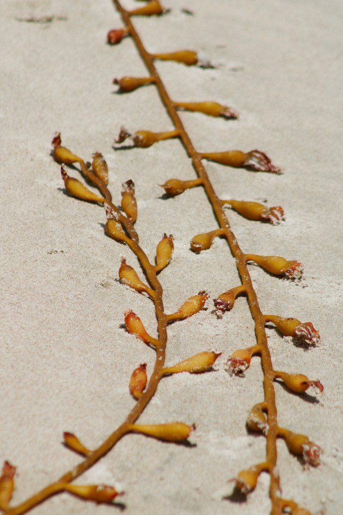 Living well in the 21st century - Limassol, Cyprus. Brown kelp leaves on white sand. 