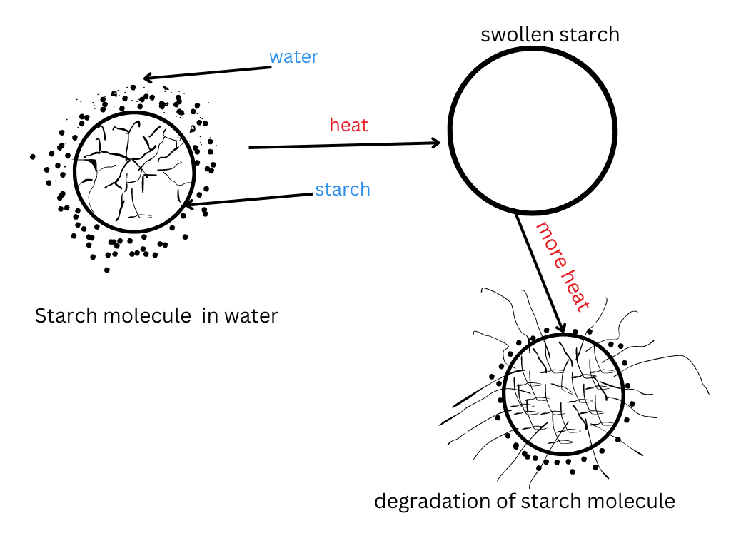Living well in the 21st century -Limassol, Cyprus. Image of starch gelatinization. With three molecules in the digram. The first one, raw starch granule in water, after heating, the starch granule swells up, and last diagram shows more heat applied. This leads to degradation of the granule. 